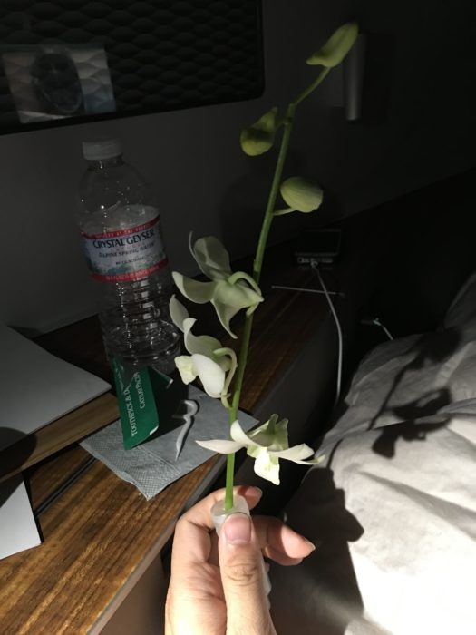 調戲一下這個花,看起來好像假花,其實是真的耶……